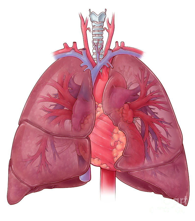 Heart And Lung Anatomy, Illustration Photograph by Evan Oto Pixels