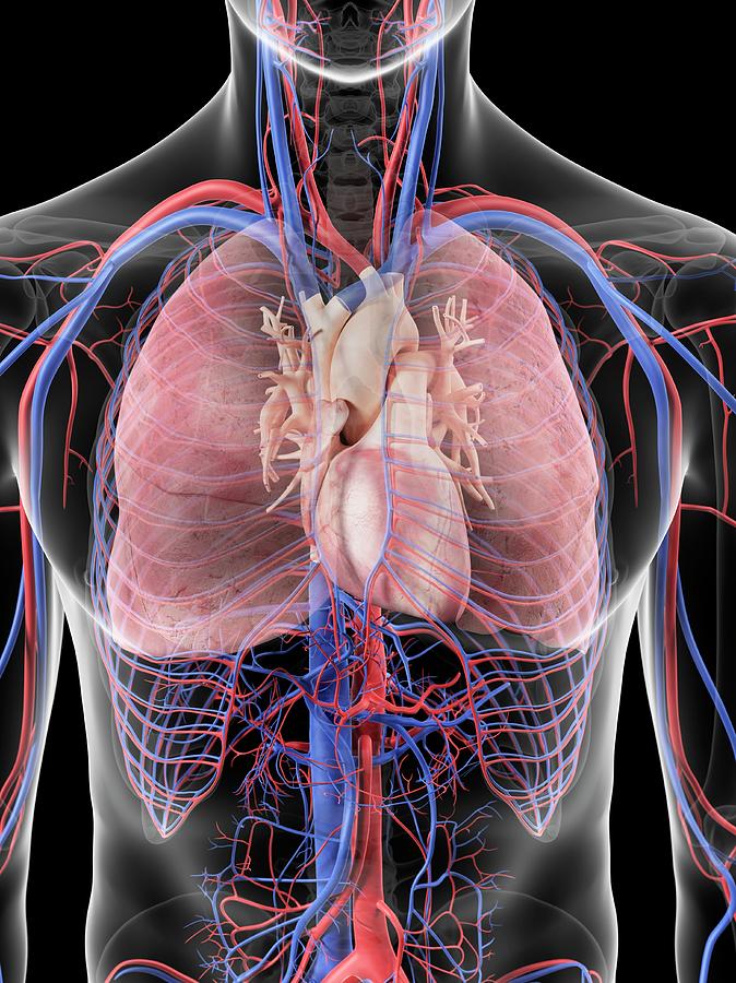 Heart And Lungs Photograph by Sciepro