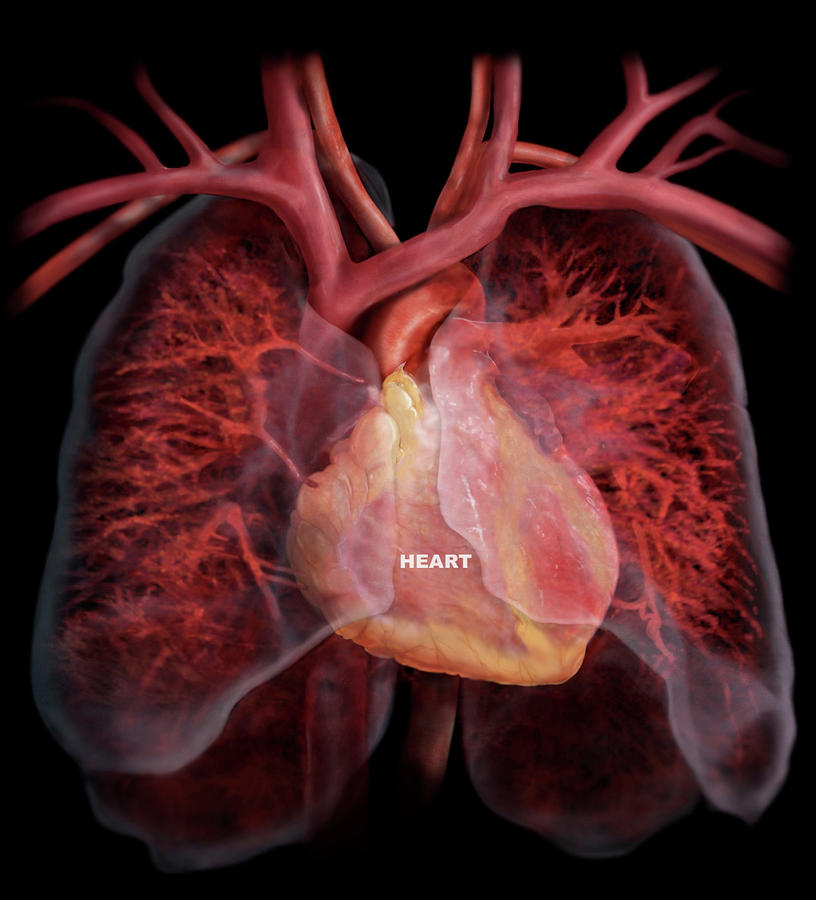 Heart And Pulmonary Circulatory System Photograph by Anatomical Travelogue