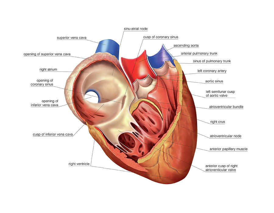 Heart Atrium And Ventricle Photograph by Asklepios Medical Atlas