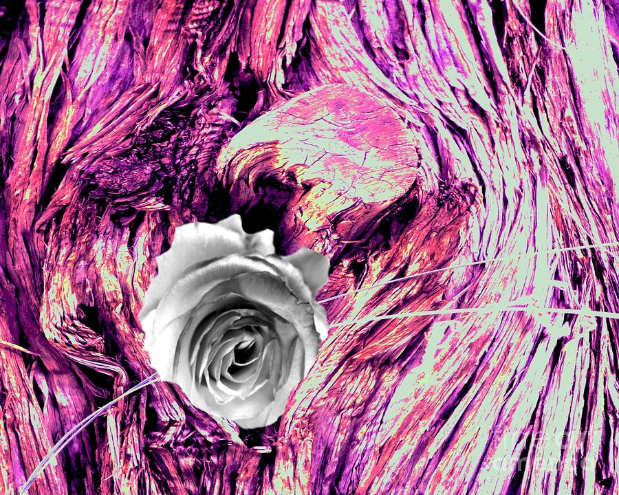 Heart Bark Neptune Rose Photograph by Mars Besso