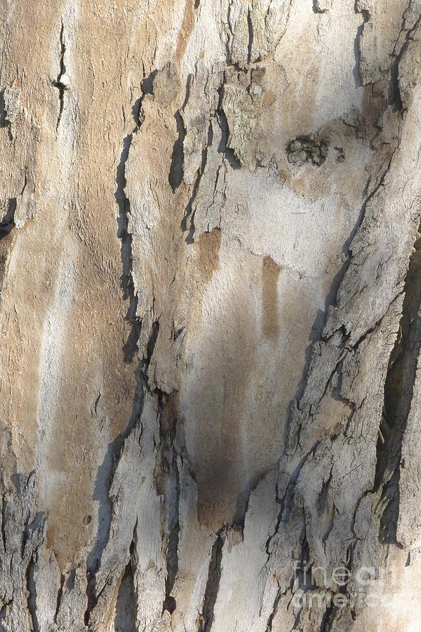 heArt bark Photograph by Nora Boghossian
