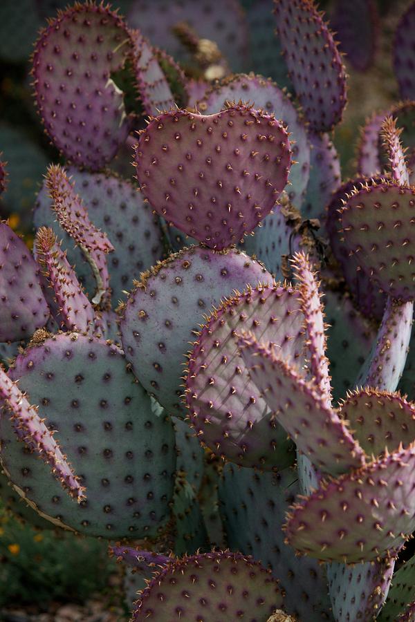 Cactus Digital Art - Heart Cactus by Bonita Hensley