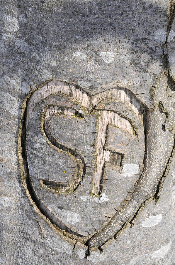 Heart carved in bark of tree with initials S and F Photograph by Matthias Hauser
