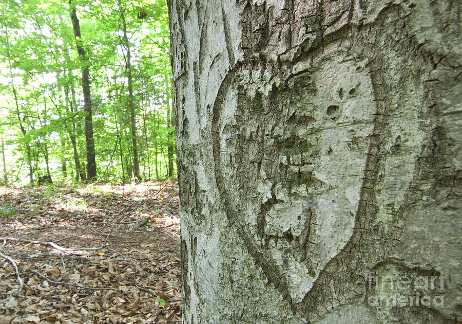 Abstract Photograph - Heart Carved into a Tree by Jonathan Welch