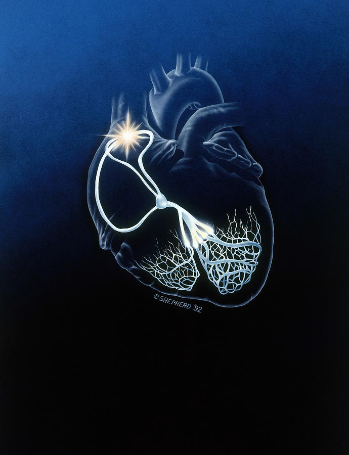 Normal Painting - Heart Conduction System by Bob L. Shepherd