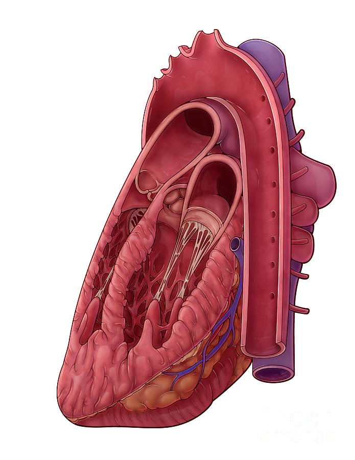 Heart Cross Section, Illustration Photograph by Evan Oto