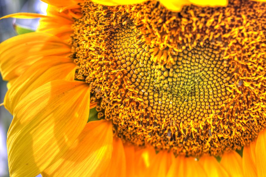 Heart-felt Sunflower Photograph by Scott Carlton