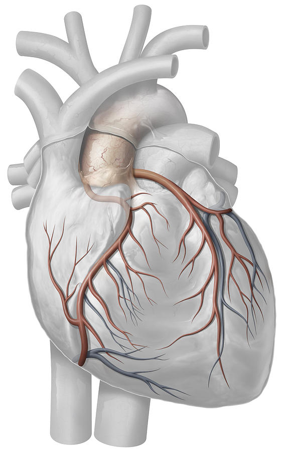 Heart, Illustration Photograph by QA International