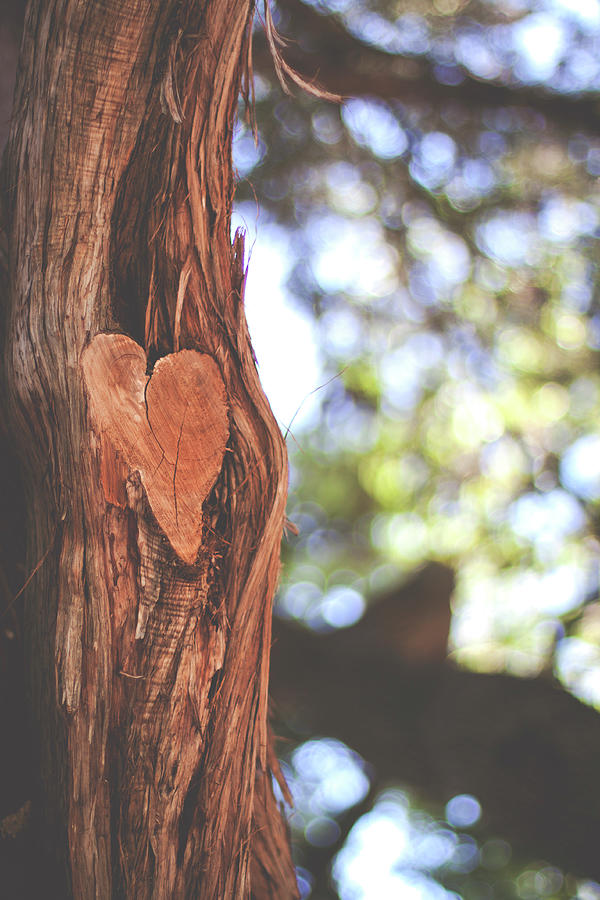 Heart In Tree Photograph by Julia Goss