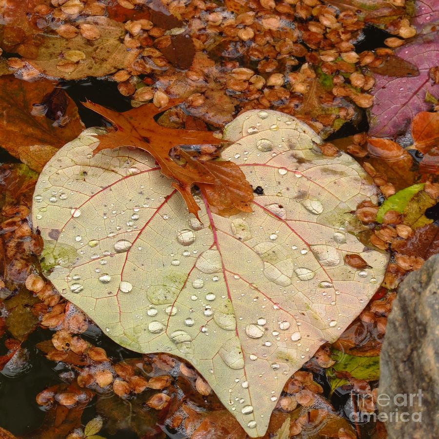 Heart Leaf  Photograph by Anita Adams