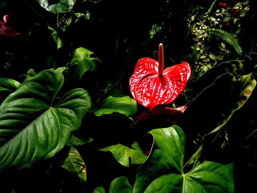 Heart Left in the Tropics Photograph by Susan Duda