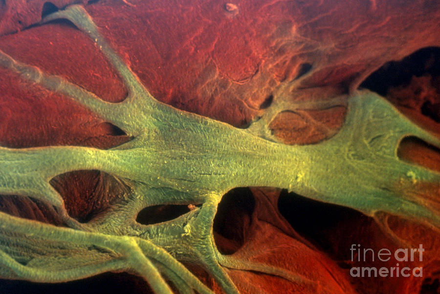Heart Muscle & Fibers Photograph by David M. Phillips