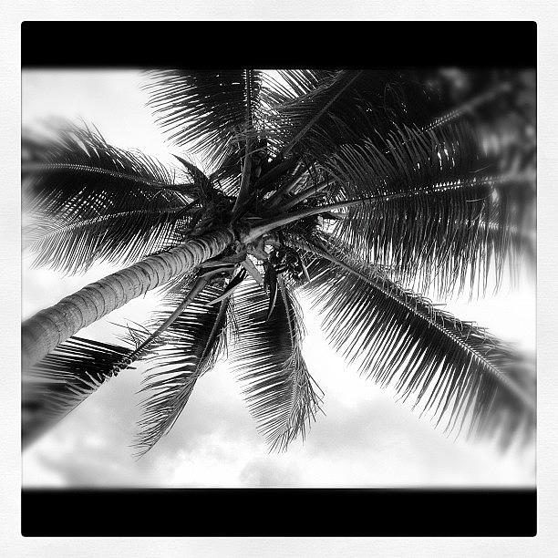 Blackandwhite Photograph - Heart My Palm Trees by Laryn Perkins Photography