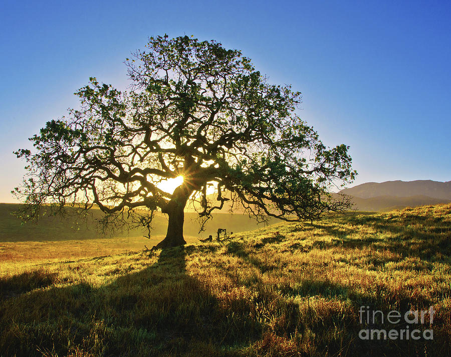 Nature Photograph - Heart Oak by Holly Higbee-Jansen