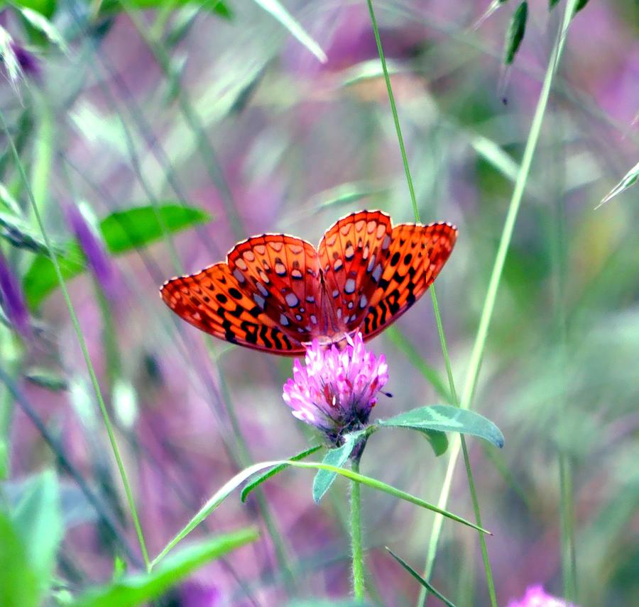 Butterfly  - Heart Of A Butterfly by Deena Stoddard