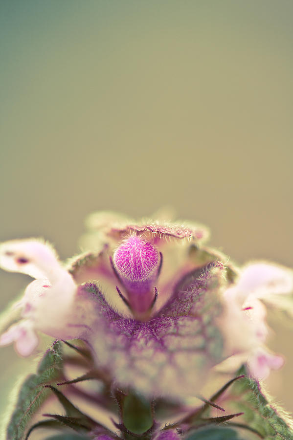 Flowers Still Life Photograph - Heart of a Clover by Shane Holsclaw