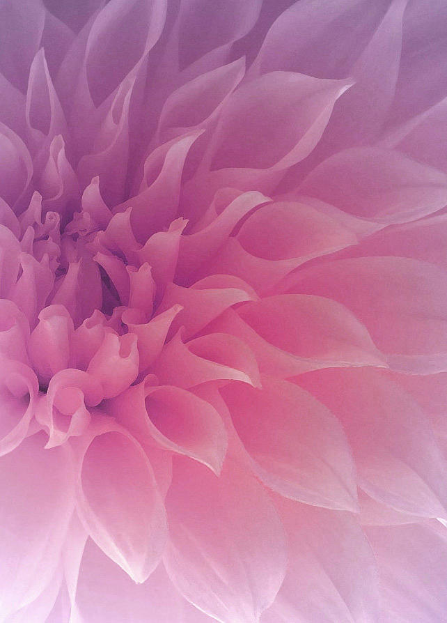 Flower Photograph - Heart of a Dahlia by The Art Of Marilyn Ridoutt-Greene