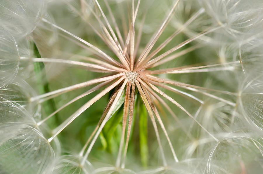 Nature Photograph - Heart Of A Dandelion by Debra Martz