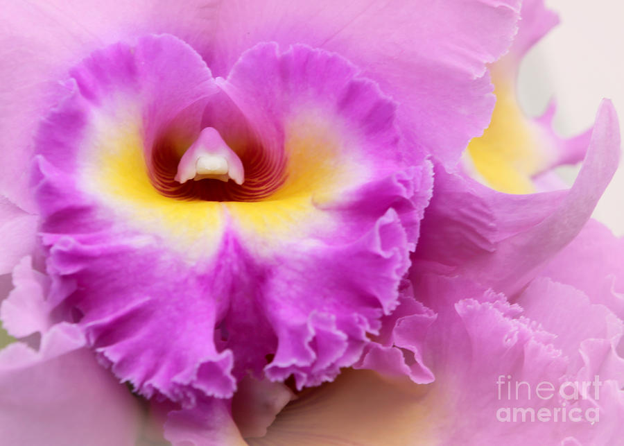 Heart of a Frilly Pink Orchid Photograph by Sabrina L Ryan