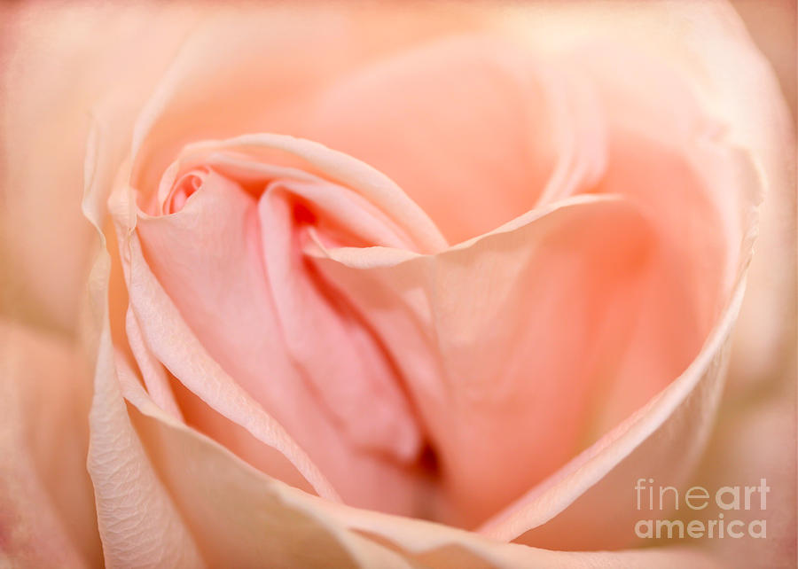 Abstract Photograph - Heart of a Peach Rose by Sabrina L Ryan