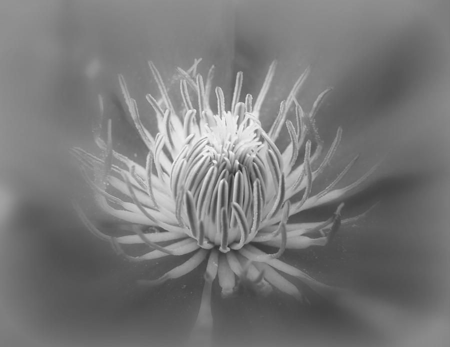 Heart Of A Red Clematis In Black And White Photograph by Carol Senske
