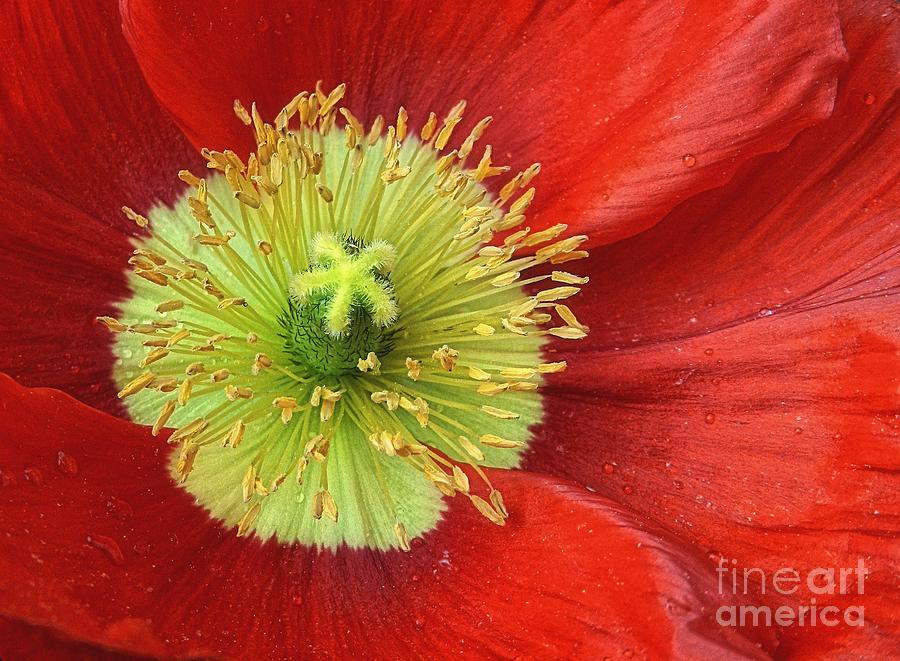 Heart Of A Red Poppy Photograph by Sharon Woerner