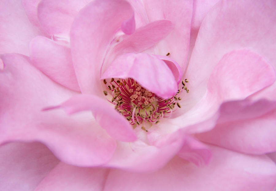 Rose Photograph - Heart of a Rose by Diana Nault Rose Photograph - Heart of a Rose by Diana Nault