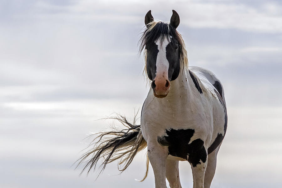 Heart of a Stallion Photograph by Sandy Sisti