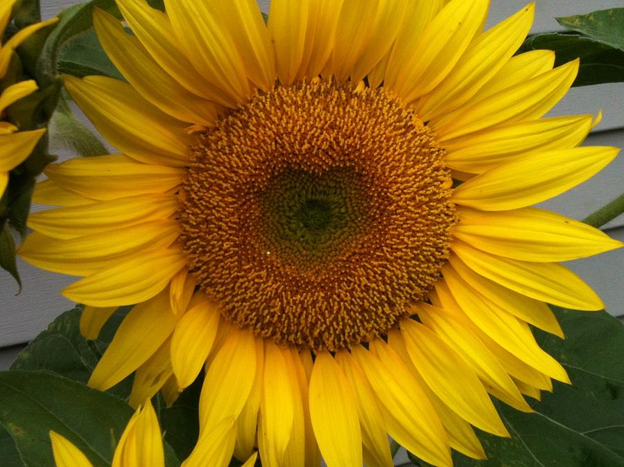 Heart of a Sunflower Photograph by Amanda Young - Fine Art America