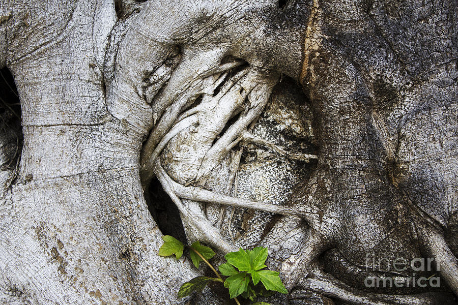 Heart of a Tree Photograph by Steven Parker