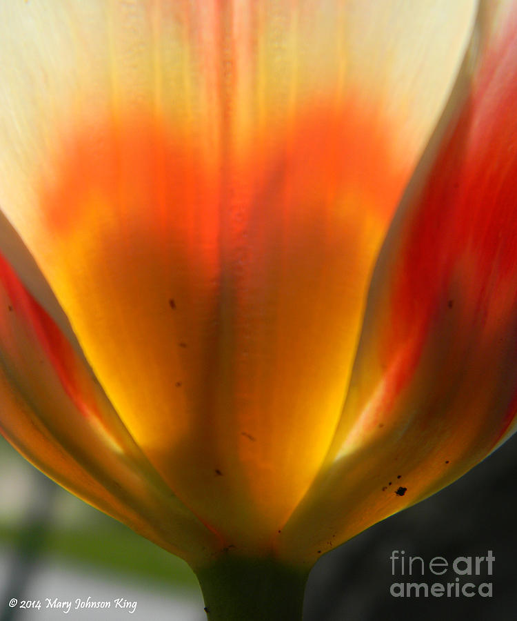 Flower Photograph - Heart of a Tulip by Mary C Johnson