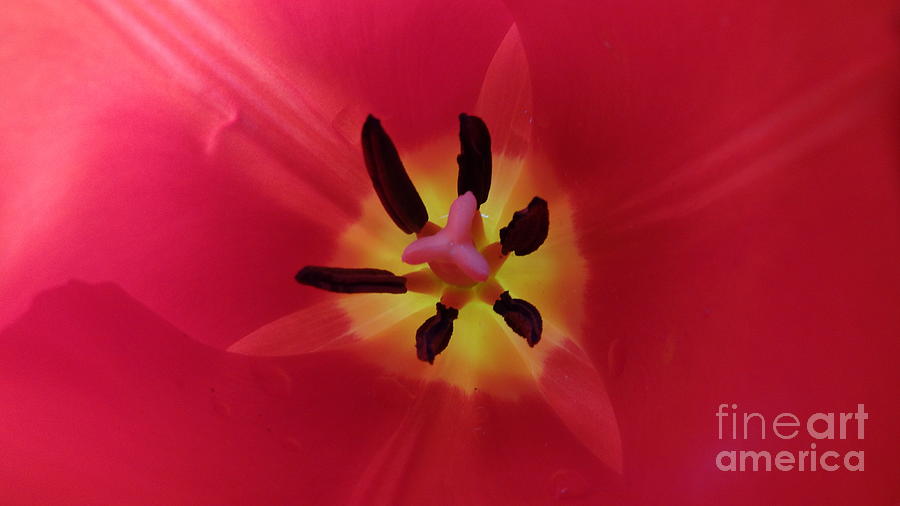 Tulip Photograph - Heart Of A Tulip by Matt  Davis