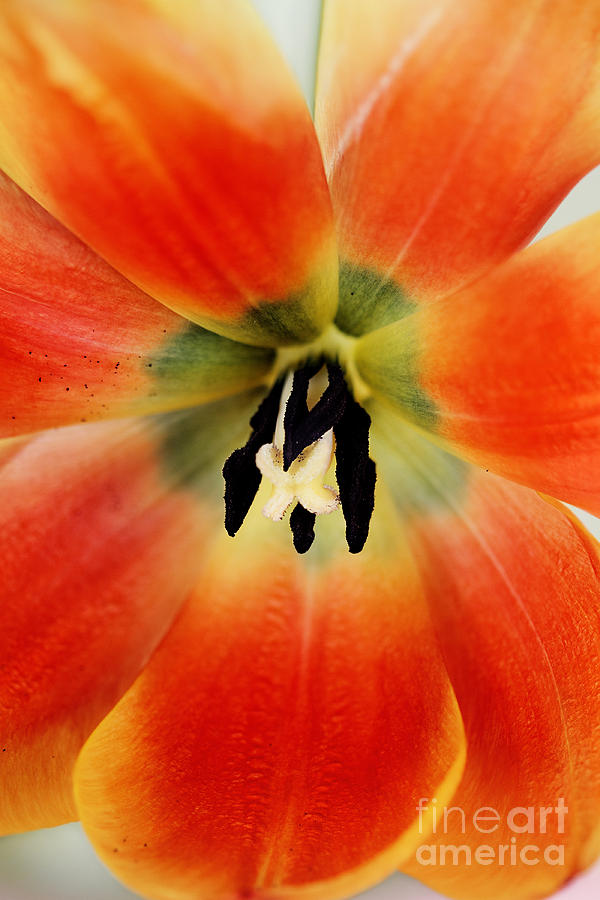 Heart of a Tulip Photograph by Stephanie Frey