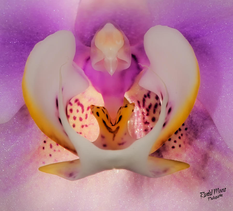 Orchid Photograph - Heart of an Orchid by A Hint of Color Photography