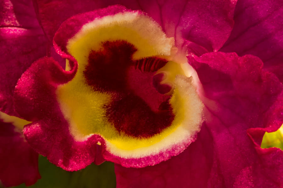 Heart of an Orchid Photograph by Lindley Johnson