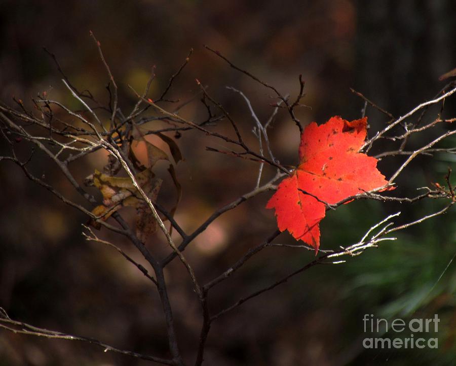 Heart of Autumn Photograph by Lili Feinstein