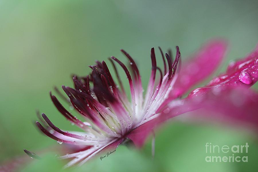 Heart of Clematis Photograph by Yumi Johnson