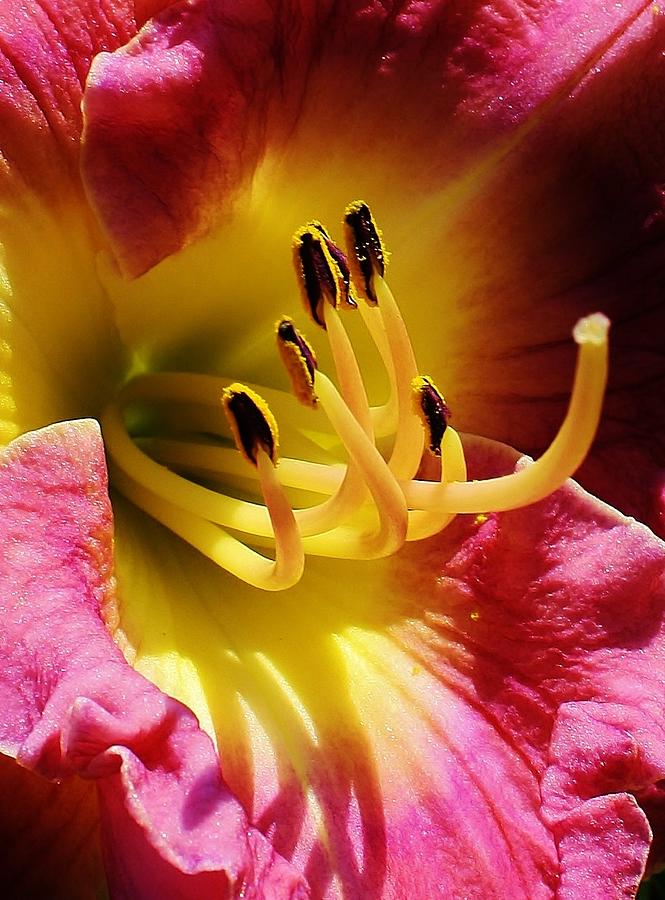 Lily Photograph - Heart of Gold by Bruce Bley