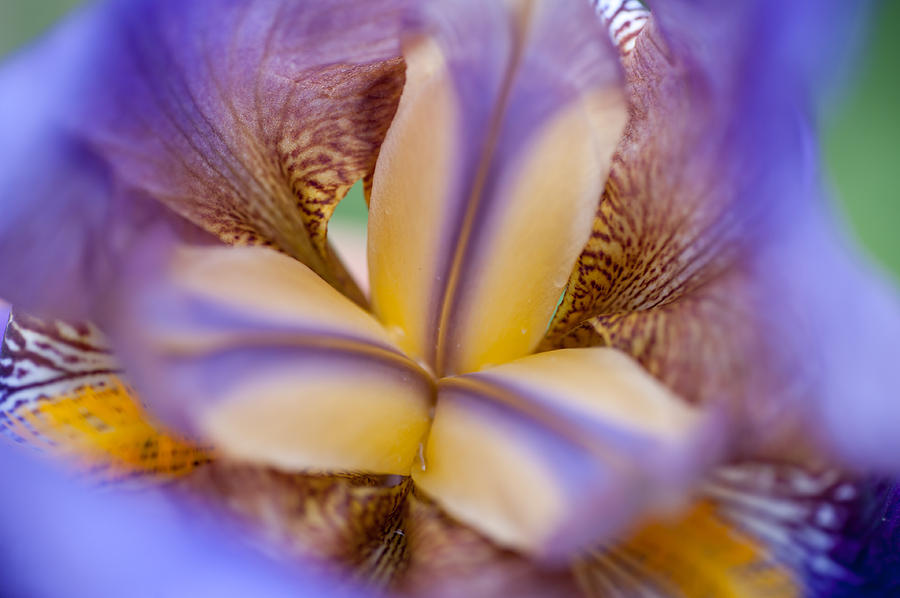 Heart of Iris 1. Macro Photograph by Jenny Rainbow