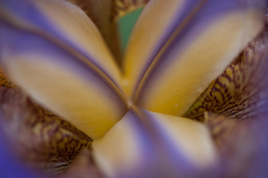 Iris Photograph - Heart of Iris 2. Macro by Jenny Rainbow