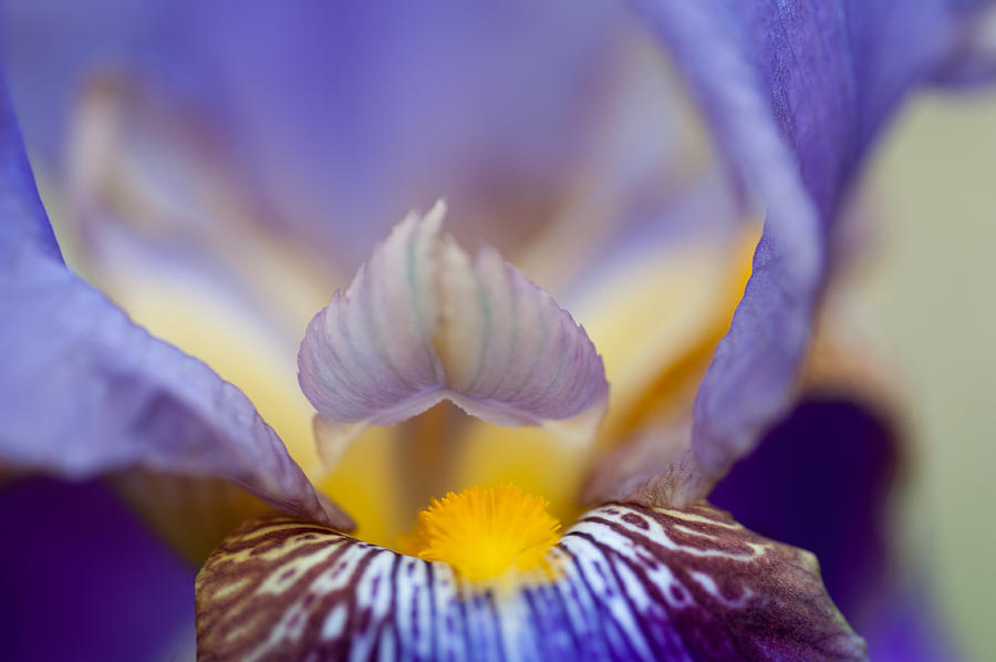Heart of Iris. Macro Photograph by Jenny Rainbow