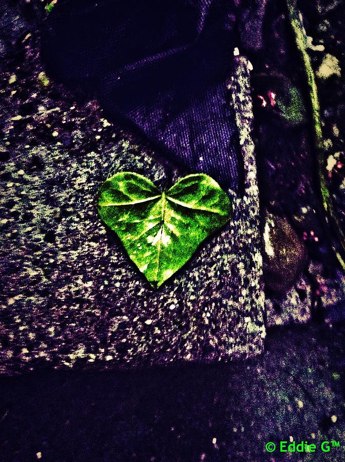 Heart Of Leaf Photograph