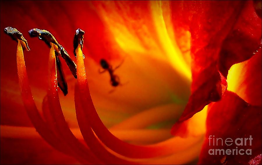 Heart Of Lily Photograph by Julia Hassett