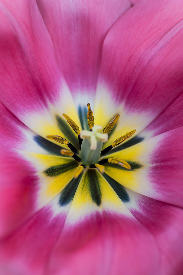 Heart of Pink Tulip. The Tulips of Holland Photograph by Jenny Rainbow