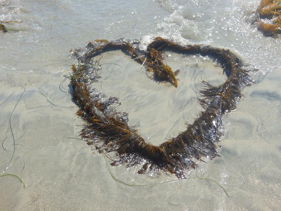 San Diego Photograph - Heart of Seaweed by Angel Froggatt