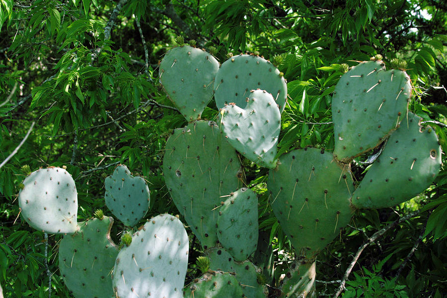 Nature Photograph - Heart of the Cactus by Laurie Poetschke