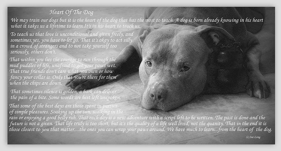 Heart Of The Dog Photograph by Sue Long