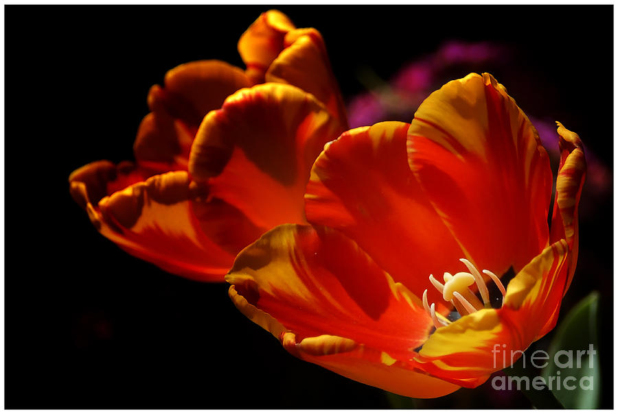 Heart of the flower Photograph by Barry Weiss