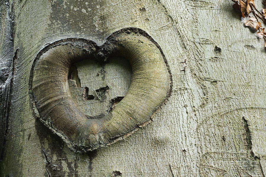 Heart Of The Forest Photograph by David Birchall